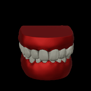 dentale denti formazione modello dentista igiene dente ragazzi bambini anatomico medico scolastica insegnamento articolato meccanico anatomia 3d print model - Mito3D