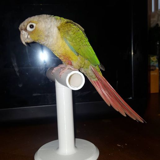 desktop small bird perch 