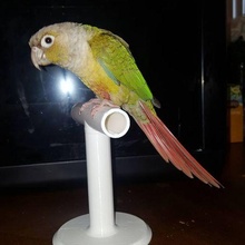 desktop small bird perch  pets