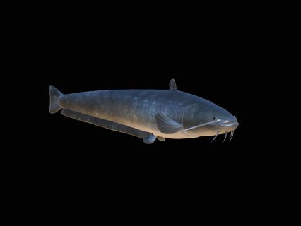 detallado bagre 3d modelo perca lucioperca juego carpa lucio trucha atún salmón pez pescar señuelo cebo estatua mar animal tiburón 3d print model - Mito3D