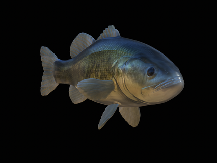 dettagliata pesce basso 3d modello pertica lucioperca gioco carpa gatto luccio trota tonno salmone pesca adescare esca statua mare animale squalo 3d print model - Mito3D