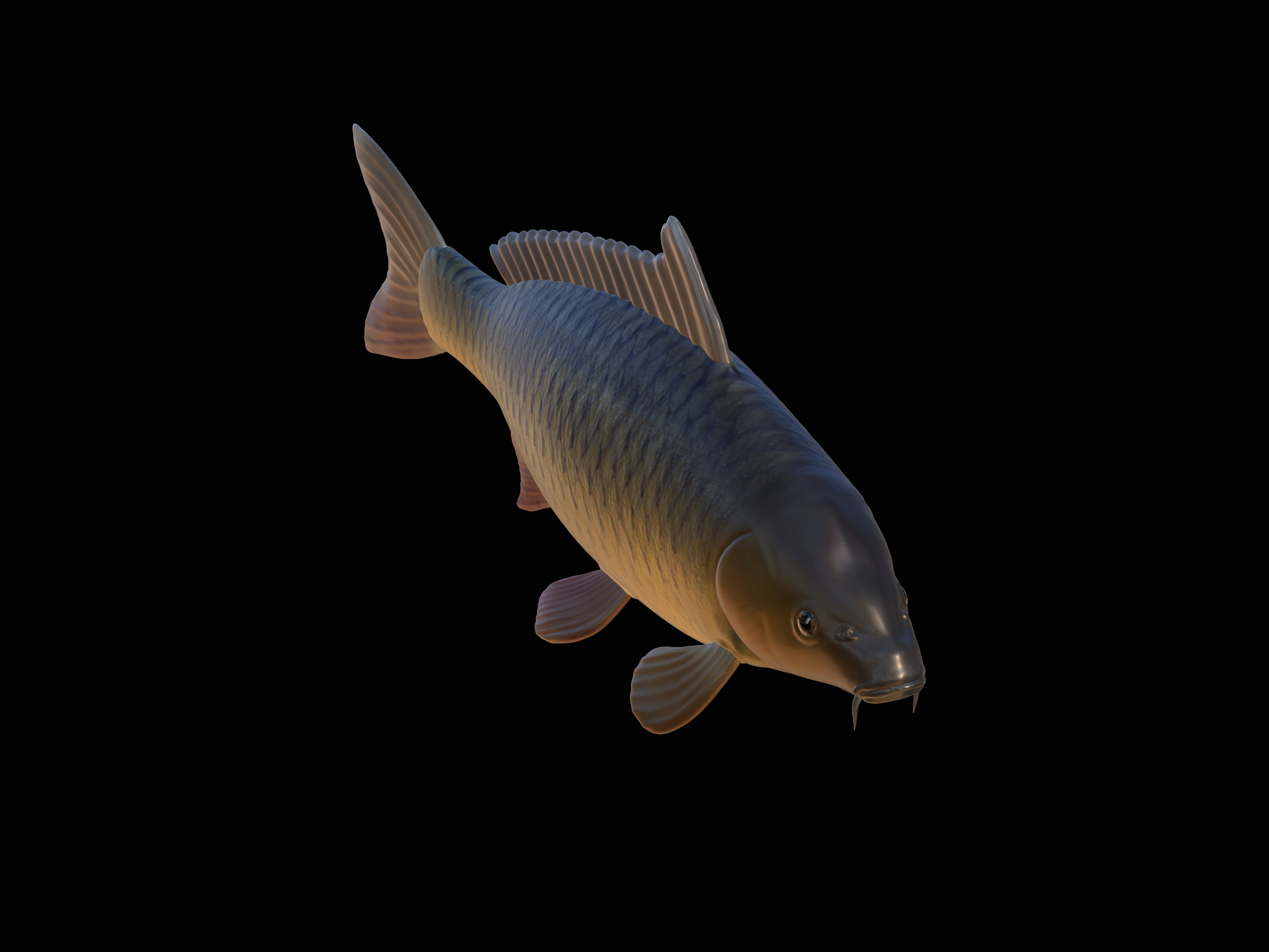 detaylı balık sazan 3d model levrek zander oyun kedi balığı turna bas alabalık Tuna Somon Balık tutma cezbetmek yem heykel deniz hayvan Köpekbalığı iş 3D print model - Mito3D