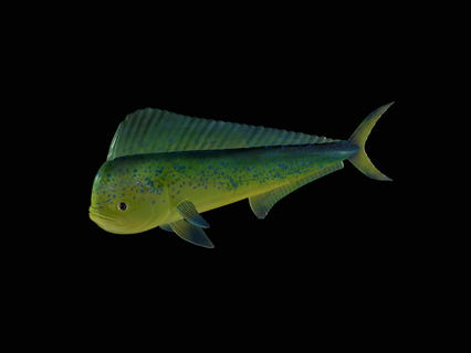 detaylı balık iş Dorado 3d model levrek zander oyun sazan kedi balığı turna bas alabalık Tuna Somon Balık tutma cezbetmek yem heykel deniz hayvan Köpekbalığı 3d print model - Mito3D