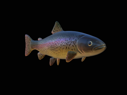 detailed fish rainbow trout 3d model perch zander game carp catfish pike bass tuna salmon fishing lure bait statue rainbowtrout animal shark mahi 3d print model - Mito3D