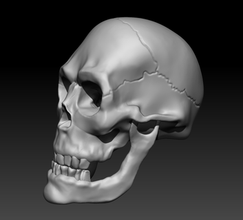 dettagliata umano cranio arte osso testa osteologia anatomia pirata 42k guerra martello cervello Astuccio guaina 3d print model - Mito3D
