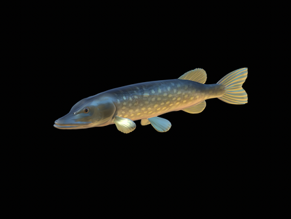 detallado lucio 3d modelo perca lucioperca dorado carpa bagre trucha atún salmón pez pescar señuelo cebo estatua mar animal tiburón 3d print model - Mito3D