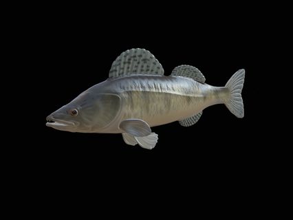 detailed zander pikeperch 3d model perch game carp catfish pike bass trout tuna salmon fish fishing lure bait statue sea animal shark mahi 3d print model - Mito3D