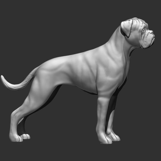 alemán Boxer 3d modelo stl 3D print model - Mito3D