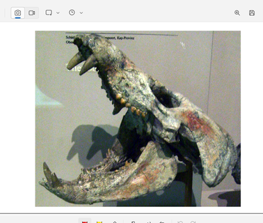 diademodon tetragonus skull fossil model 3d scanning high 3d print model - Mito3D