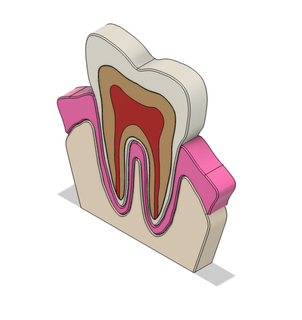 didático dental anatomia modelo didática dente odontologia dentes ortodôntico 3d print model - Mito3D