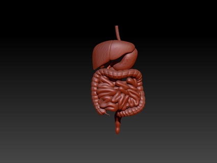 digestivo sistema arte umano 3d fegato 3d print model - Mito3D