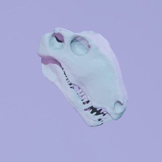 dimetrodon skull keychain dinosaur prehistoric bones 3d print model - Mito3D