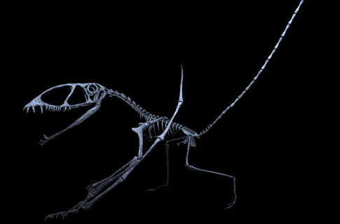 dimorfodonte esqueleto pterodonte dinossauro fóssil paleontologia 3dmodel réplica museu Triássico jurássico 3d print model - Mito3D