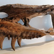 dinozor - nanotyrannus kafatası parçası sanat diş tarama dino saurus t-rex maxilla omur Arkeoloji fosil parça 3d print model - Mito3D