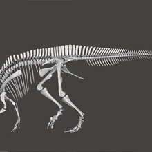 dinossauro lambeossauro completo esqueleto arte animal crânio caveiras mandíbula mandíbulas esqueletos Natal Bruxas assustador dinossauros museu monstro 3d print model - Mito3D