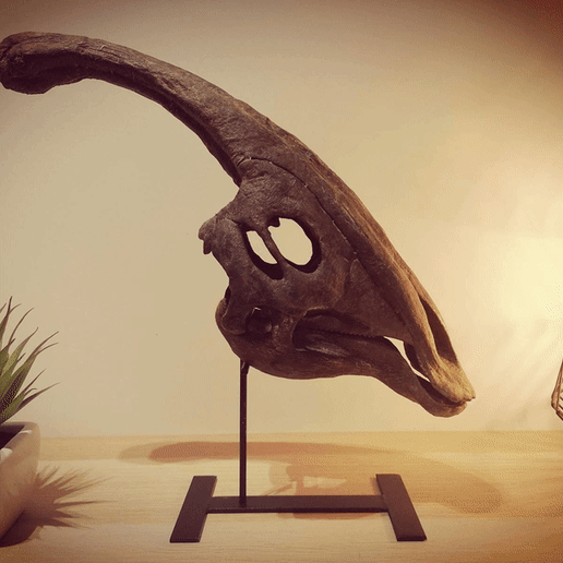 dinossauro crânio parasaurolophus arte fóssil parassauro paleontologia jurássico parque estude 3d impressão modelo caminhantes dente dentes osso esqueleto velociraptor t rex herbívoro 3D print model - Mito3D