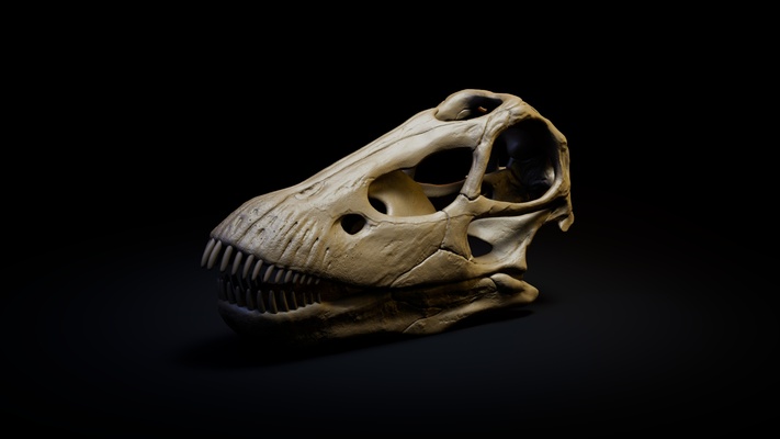 diplodocus cráneo arte dinosaurios animales esqueleto jurásico parque dinosaurio prehistoria anatomía museo 3d print model - Mito3D