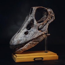 diplodocus-Schädel verschiedene Dinosaurier dino Schädel Skelett diplodocus fossil 3d print model - Mito3D