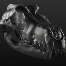 direwolf Schädel Kunst Tier wolf den fossilen prähistorische 3d print model - Mito3D