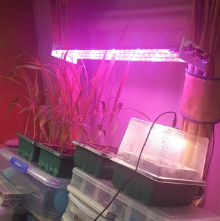 DIY LED grandir lumière extrusion titulaire soutien bande semis graine plateau hydroponique intérieur jardinage 3d print model - Mito3D