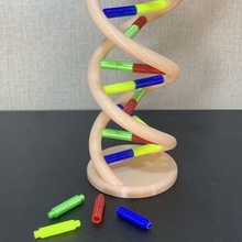 ADN modèle 3dmodel 3dprintable biologie 3d print model - Mito3D