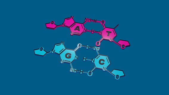 adn molecular par bases llavero portavasos doble hélice adenina citosina guanina timina biología genética gene multicolor multimaterial 3d print model - Mito3D