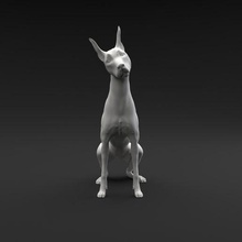 doberman pinscher sentado inclinação cabeça arte cão animal canino miniatura figura escultura miniaturas estatuetas inclinar atenção ouvindo 3d print model - Mito3D