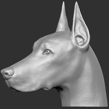 dobermann head 3d printing husky bust great dane dog animal sculpture anatomy french bulldog rottweiler pitbull shih tzu labrador pug dachshund maltese 3d print model - Mito3D