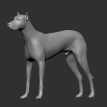 cane vari dobermann animali gli domestici gatti la scultura 3d print model - Mito3D