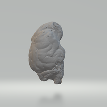 perro cerebro 3d veterinario estudiantes anatomía 3d print model - Mito3D