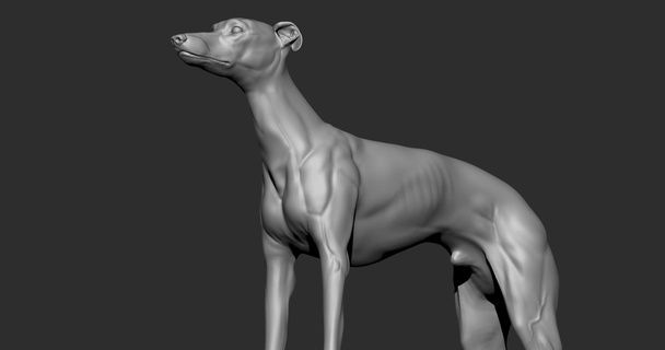 cane levriero animale 3d print model - Mito3D