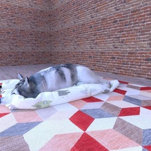 dog husky various animal 3d print model - Mito3D