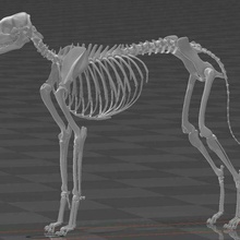 chien squelette 2 anatomie crâne 3d print model - Mito3D