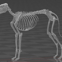 perro esqueleto 3 anatomía cráneo 3d print model - Mito3D