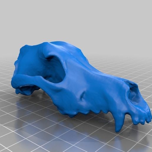 cane cranio gioco osso canidi canis lupus famiglia pastore animali 3D print model - Mito3D