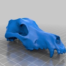 perro cráneo juego hueso canidae lupus familia pastor animales 3d print model - Mito3D