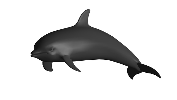 Delfin 3d print model - Mito3D