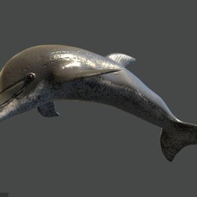 golfinho mar porco 3d print model - Mito3D