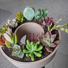 ciambella pot casa giardino all'aperto succulente vaso succulento piatto piante grasse cactus 3d print model - Mito3D