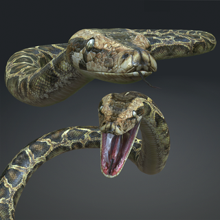 descargar pitón serpiente 3d modelo animado blender fbx unity maya unreal c4d 3ds max impresión rdam bcn animal selva python model snake monster creature character game categorías 3d print model - Mito3D
