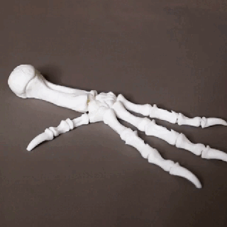 dragon griffes morte poulet patte impression endroit articulé main Halloween squelette flexi vaudou 3d print model - Mito3D