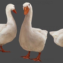 duck animated 3d print model - Mito3D