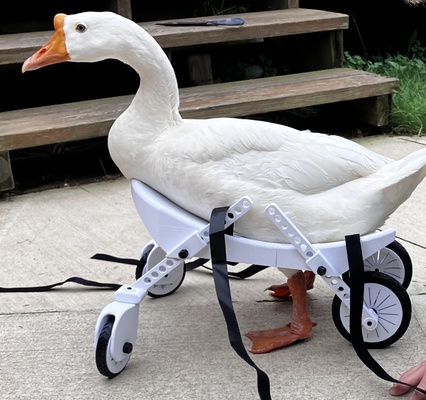 duck wheelchair home 3d print model - Mito3D