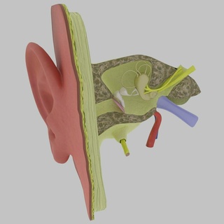orelha anatomia Cruz seção modelo ótico interior timpânico membrana martelo bigorna estribo cóclea facial vestíbulo audição Pinna otite 3d print model - Mito3D