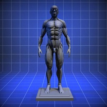 ecorch modello anatomico art i muscoli 3d print model - Mito3D