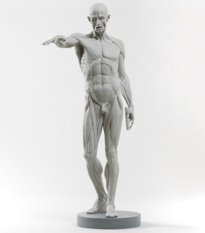 ecorche houdon anatomia artista ajuda desenhando escultura humano 3d impressão 3d print model - Mito3D