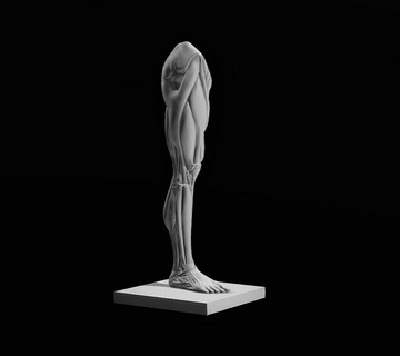 ecorche pierna cuerpo torso anatomía aprendizaje estatua impresión obra arte figura músculos 3dprintable esculpir guías avión maniquí estructura escultura johnasaro hembra personaje guía rail herramienta tutorial masculino piernas 3d print model - Mito3D