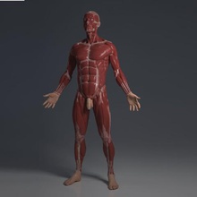 ecorche stampa 3d, model art anatomical anatomy bodies body character characters class figure figurines human humanoid male miniatures muscle muscles people person science 3d print model - Mito3D
