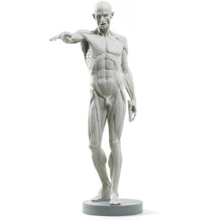 ecorche drawing aid artists anatomy human 3d print model - Mito3D