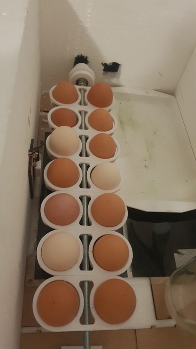 huevo tornero incubadora pollo biología educación ciencias 3d print model - Mito3D